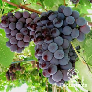 

Виноград Лидия (Изабелла)