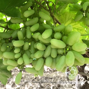 

Виноград Дамские пальчики