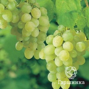 

Виноград Тукай