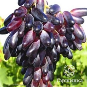 

Виноград Джованни