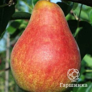 

Груша Кармен колоновидная