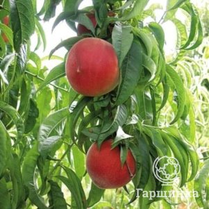 

Персик Скиф