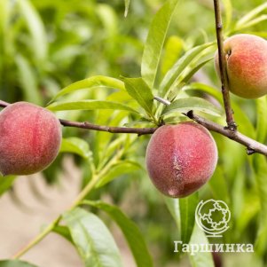 

Персик Эльберта