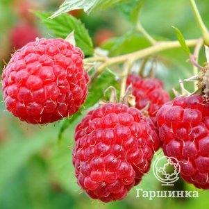 Малина Шапка Мономаха ремонтантная