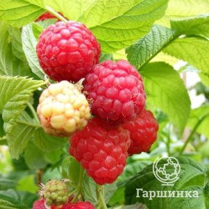 

Малина Каскад Брянский