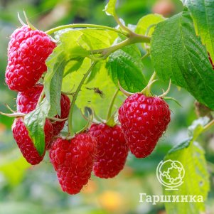 

Малина Надёжная ремонтантная красная