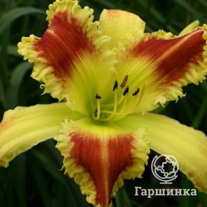 

Лилейник Беппи