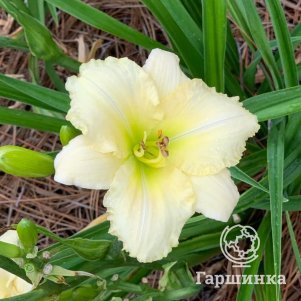 Лилейник Вайт Лимонад 590₽