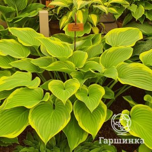 

Хоста Виктори (XL)