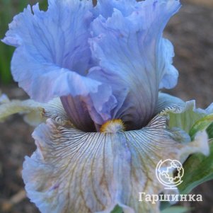 

Ирис бородатый Батерфляй