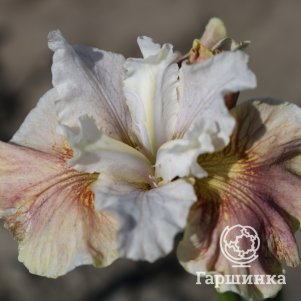 

Ирис сибирский Пикок Батерфляй Вайн Магнолия