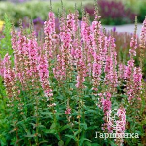 

Дербенник Блаш иволистный