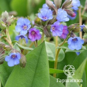 

Медуница Азуреа узколистная