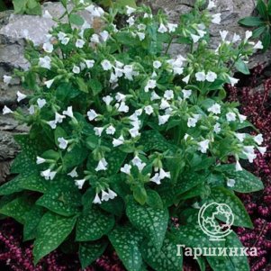 

Медуница Сиссингхерст Вайт лекарственная