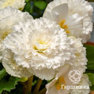 Бегония бахромчатая Фимбриата Вайт 1 шт