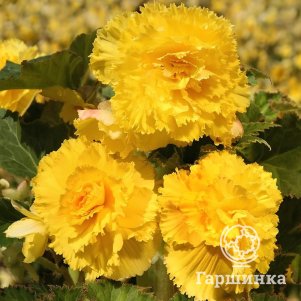 Бегония бахромчатая Фимбриата Йелоу 1 шт