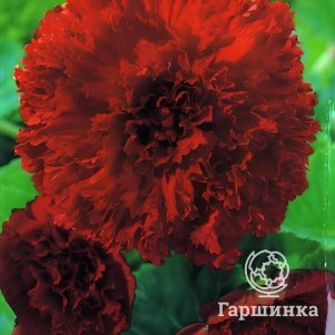 Бегония бахромчатая Фимбриата Ред 1 шт