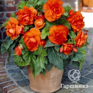 Бегония махровая Дубль Оранж 1 шт