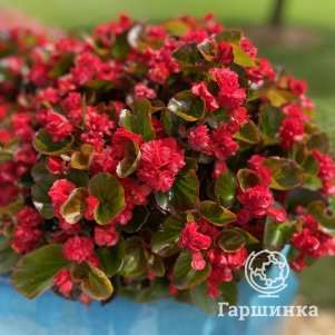 Бегония махровая Дубль Ред 1 шт