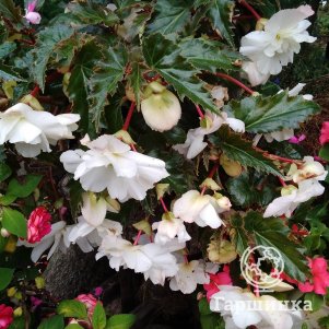 Бегония Пендула Вайт 1 шт