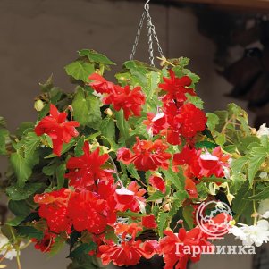 Бегония Пендула Ред 1 шт