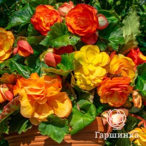 

Бегония Пикоти Каскад Санрей 1 шт