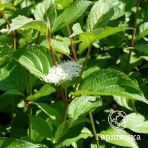 

Дерен Сибериан Перлс