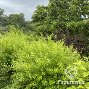 

Пузыреплодник Мэджикал Распберри Лимонад