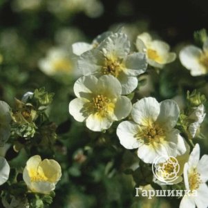 

Лапчатка Лаймлайт кустарниковая