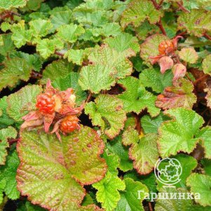 

Малина Бетти Эшбурнер