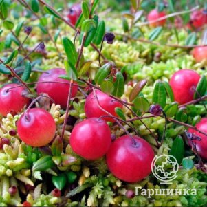 

Клюква Хаус крупноплодная