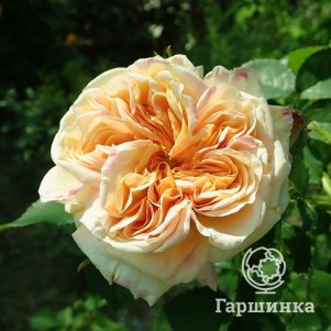 Роза Алкимист