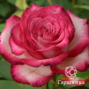 

Роза Хайлендер