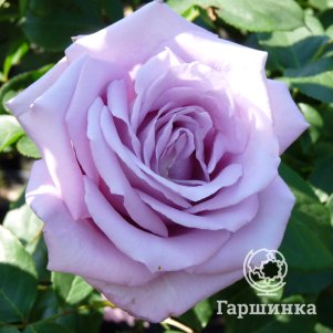 Роза Майнцер Фастнахт