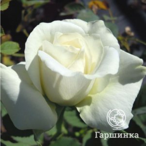 Роза Метрополитен