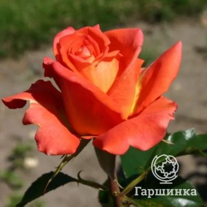 

Роза Моника чайно-гибридная