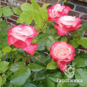 Роза Ностальжи чайно-гибридная