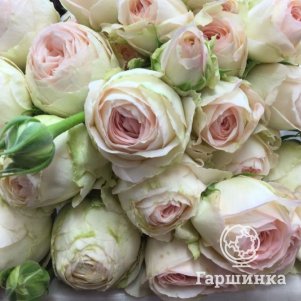 Роза Порселейн Лейс