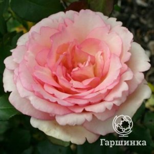 Роза Сувенир Де Баден Баден