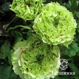 Роза Супер Грин