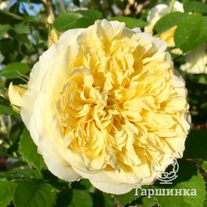 

Роза Зе Пилигрим