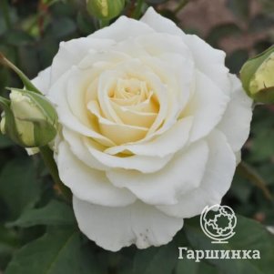 

Роза Тинеке