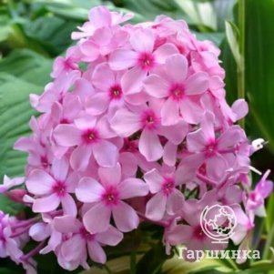 

Флокс Гуттиэре