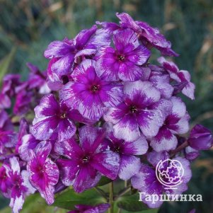 

Флокс Синий дракон метельчатый