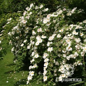 Роза Невада историческая (лиц)