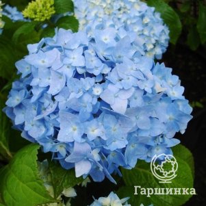 

Гортензия Никко Блю крупнолистная (макрофила)