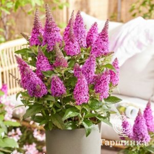 

Буддлея Давида Батерфляй Канди Литл Цериз