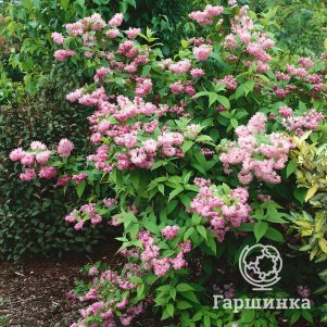 

Дейция Пинк Пом Пом гибридная