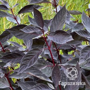 

Дерен Найтфолл белый