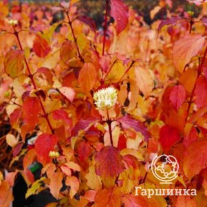 

Дерен кроваво-красный Винтер Бьюти